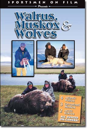 Walrus, Muskox & Wolves